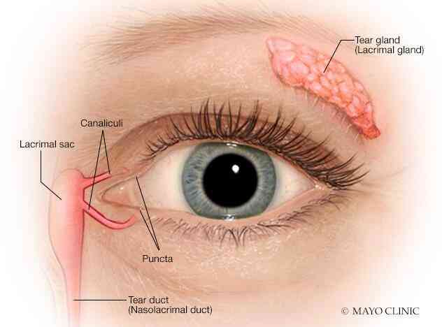 One reason men cry less than women is because they have larger tear ducts, preventing their eyes from leaking easily. - MirrorLog